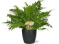 Blechnum Silver Lady + Pot Brussels Anthracite – Ø17cm ↕50cm | Average maintenance