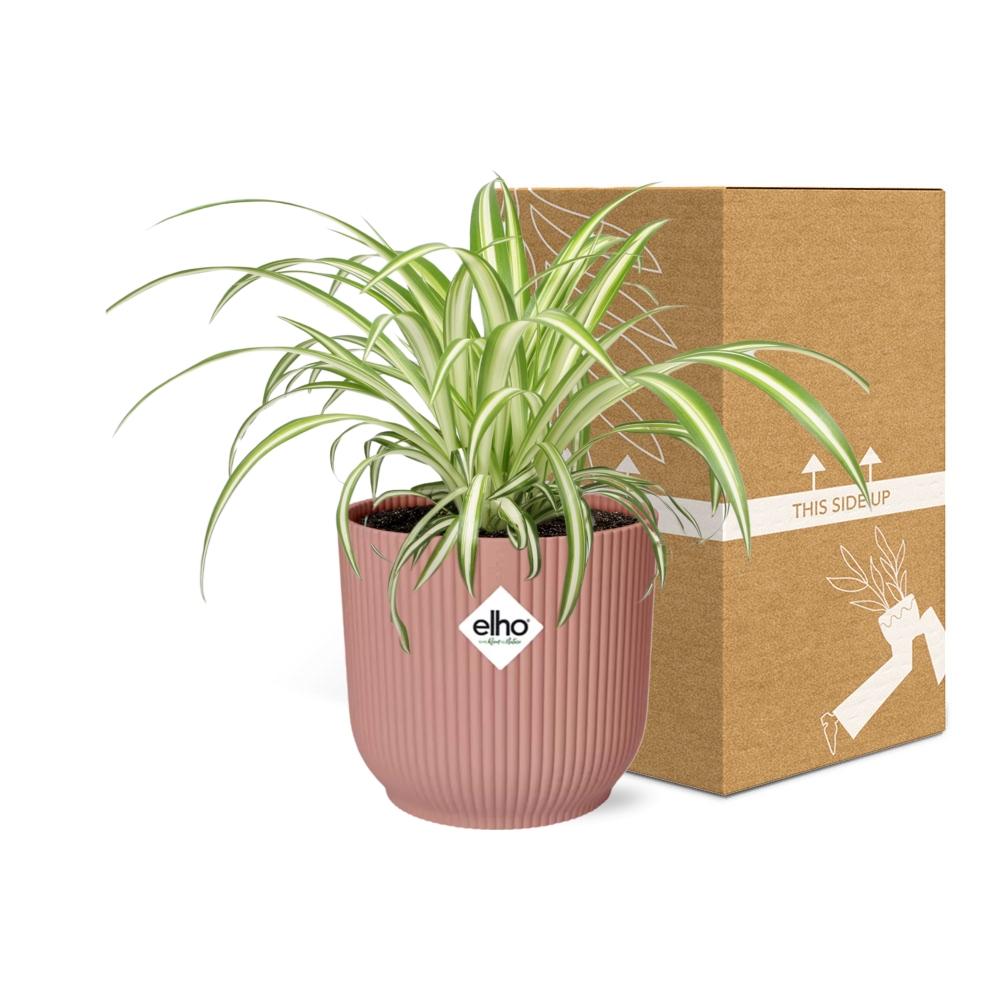 Chlorophytum comosum 'Variegatum' in ELHO Vibes Fold 14cm pink | Swinging shoots – Easy care