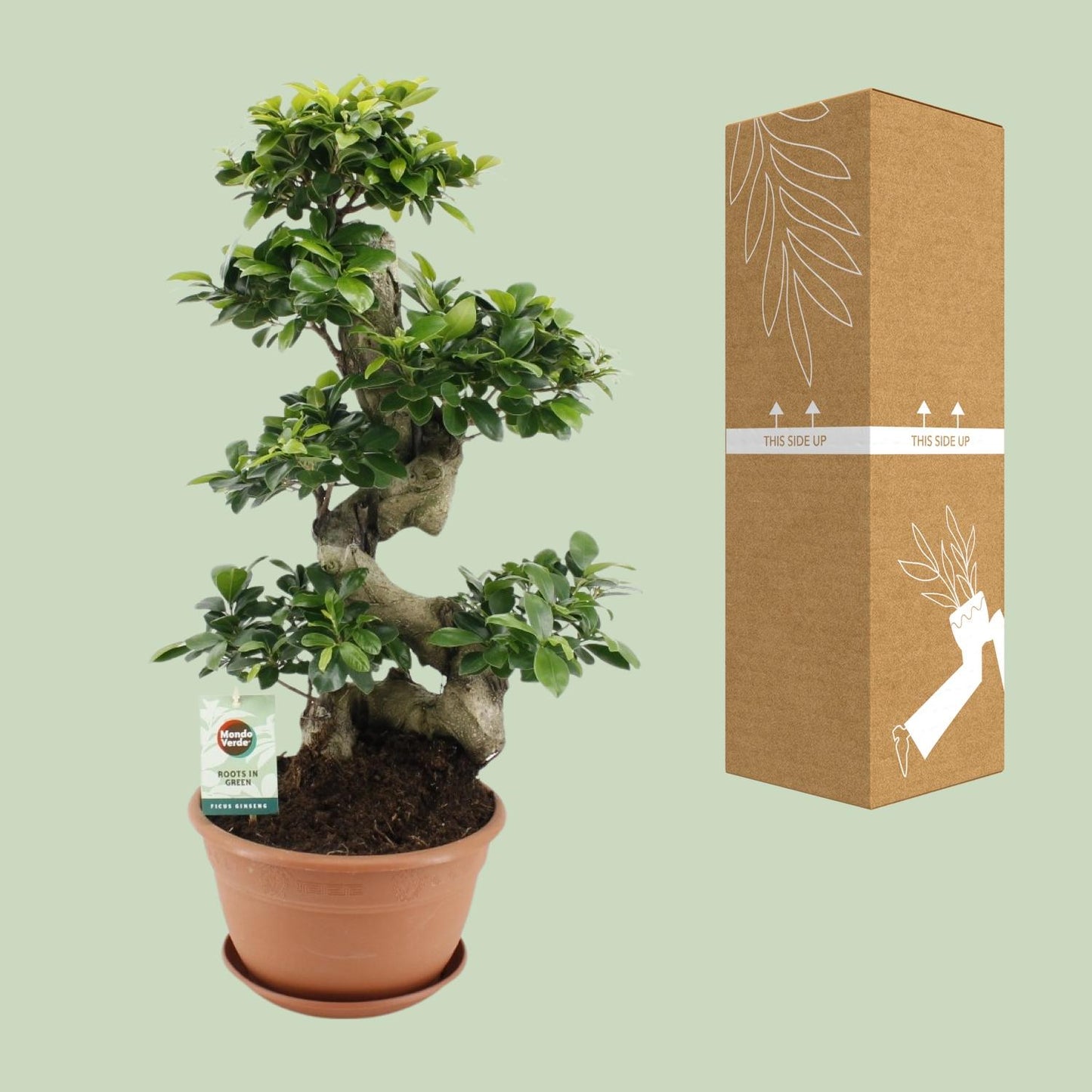 Ficus Ginseng – Ø27 cm – ↕70 cm