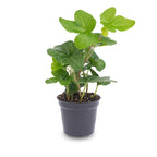 Hedera Helix – Ø6cm ↕15cm | Easy maintenance