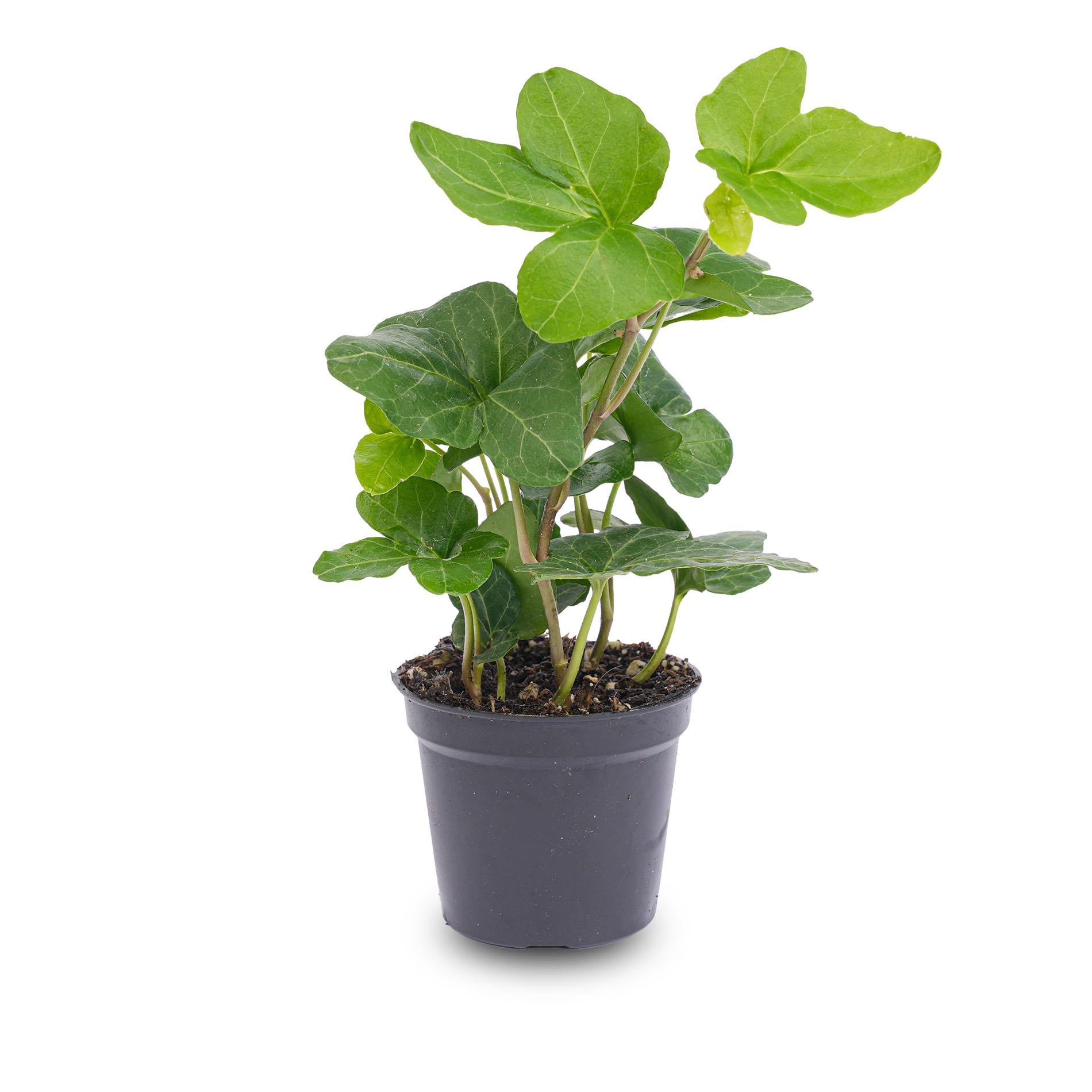 Hedera Helix – Ø6cm ↕15cm | Easy maintenance