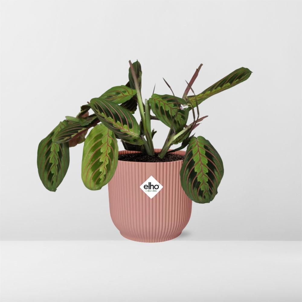 Maranta Leuconeura ‘Fascinator’ Tricolor in ELHO Vibes Fold 14 cm roze