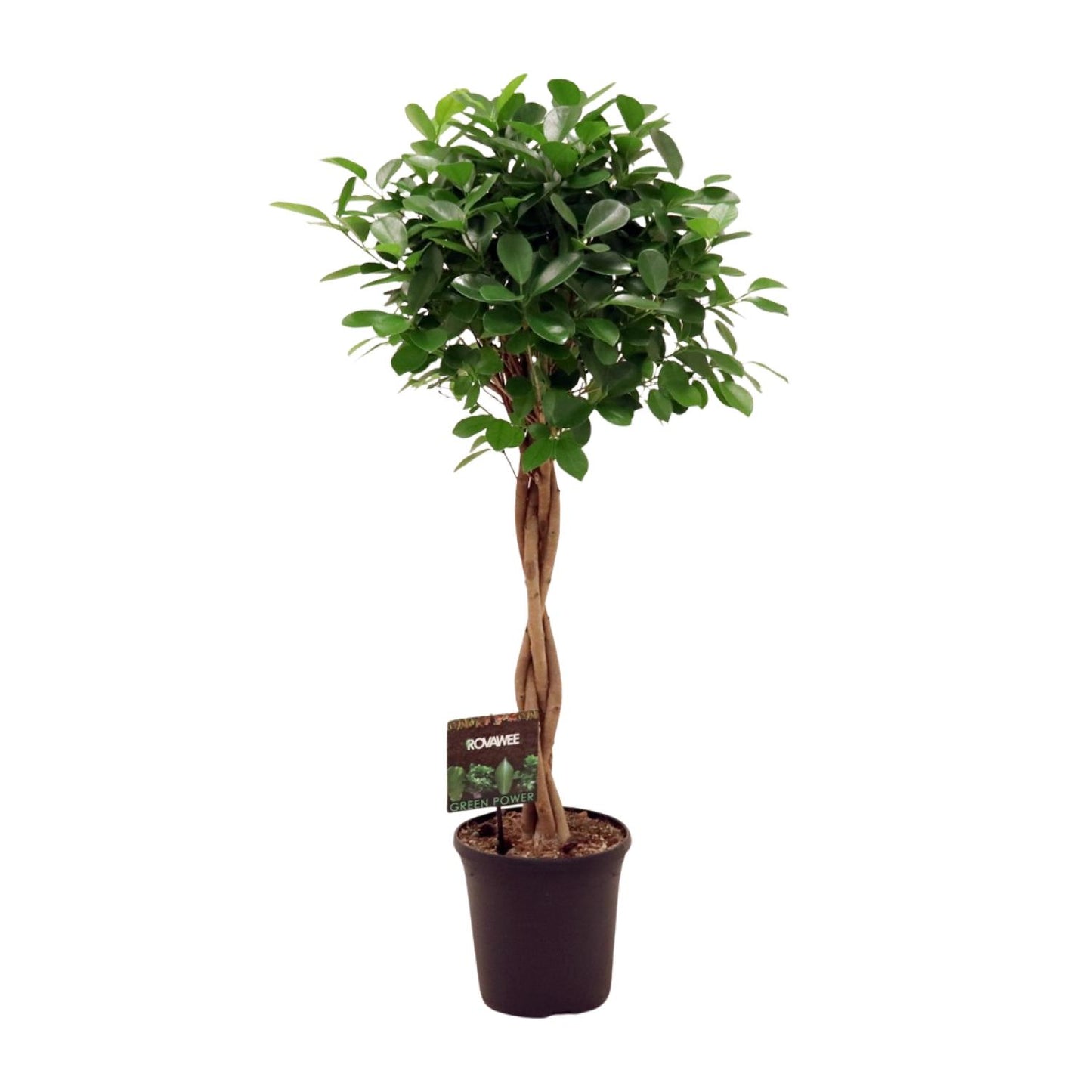 Ficus Moclame – Ø23cm ↕110cm | Average maintenance
