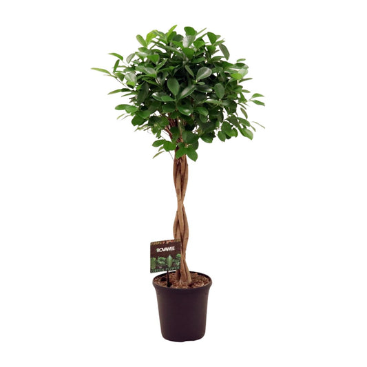 Ficus Moclame – Ø23cm ↕110cm | Average maintenance