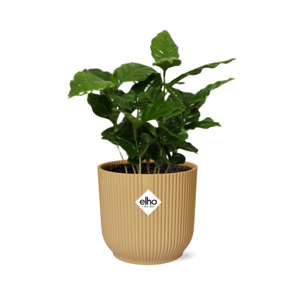 Coffea Arabica in ELHO Vibes Fold 14 cm yellow