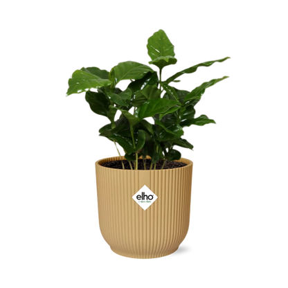 Coffea Arabica in ELHO Vibes Fold 14 cm yellow