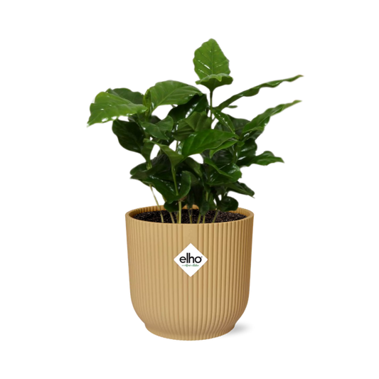 Coffea Arabica in ELHO Vibes Fold 14 cm yellow