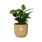 Coffea Arabica in ELHO Vibes Fold 14 cm yellow