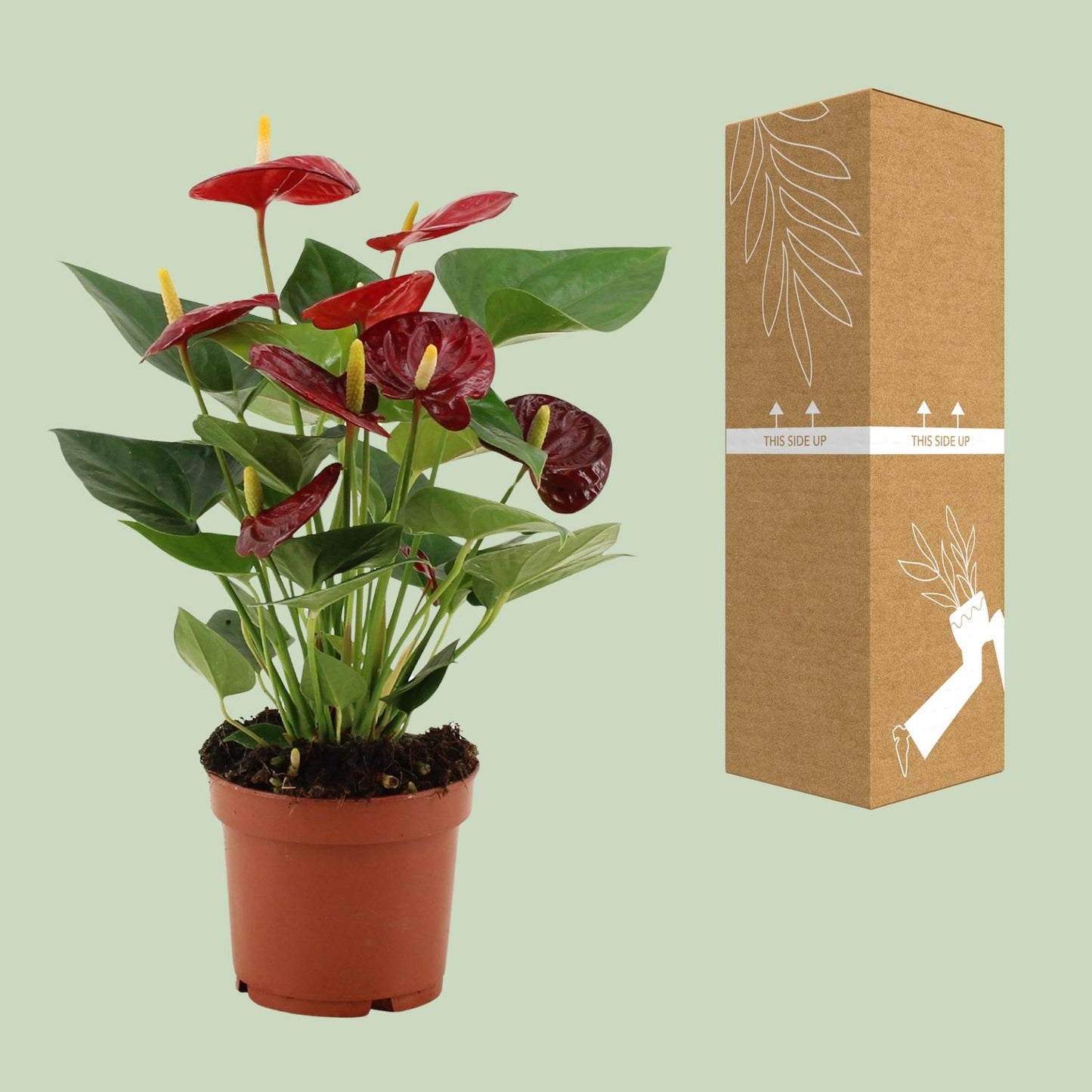 Anthurium 'Calon' (transparent sleeve) – Ø12cm ↕36cm | Average maintenance
