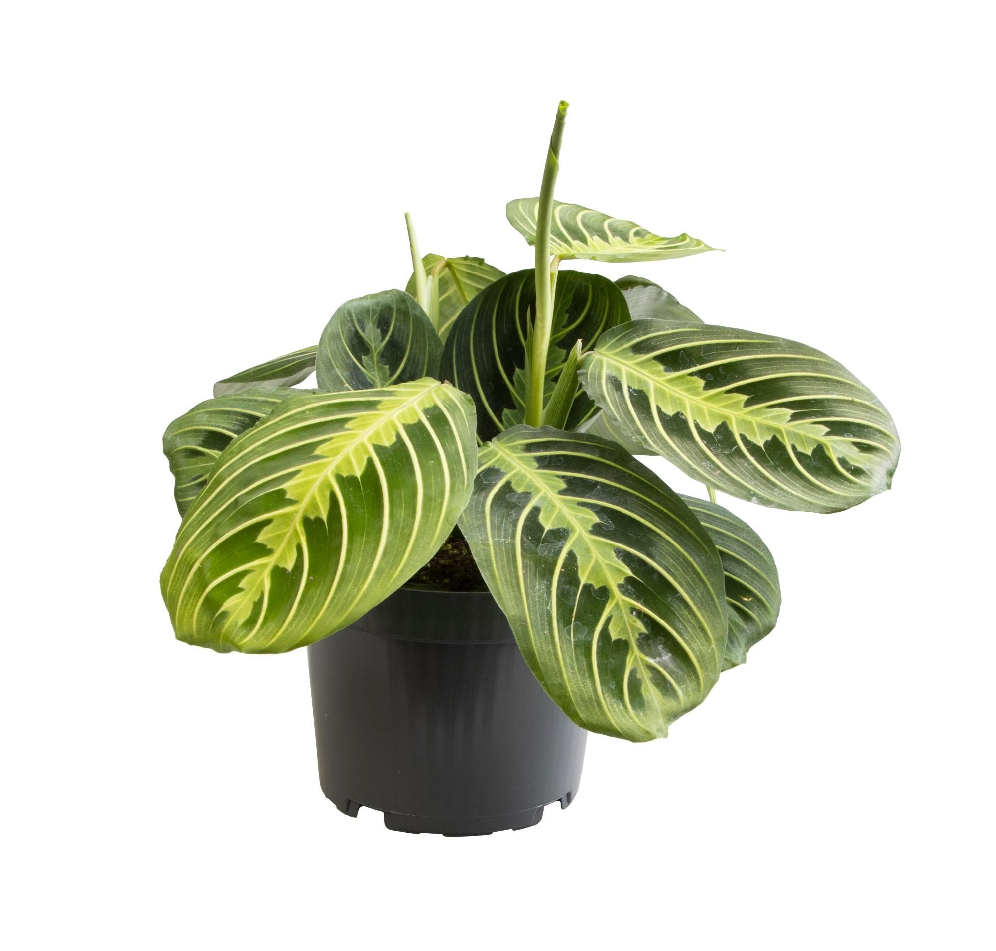 Maranta Lemon Lime - Ø12cm - ↕30cm | De neon-bidplant – Gemiddeld onderhoud