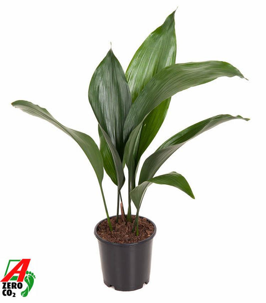 Aspidistra Elatior (House Palm / Quarter Plant) – Ø13cm ↕50cm | Easy to maintain