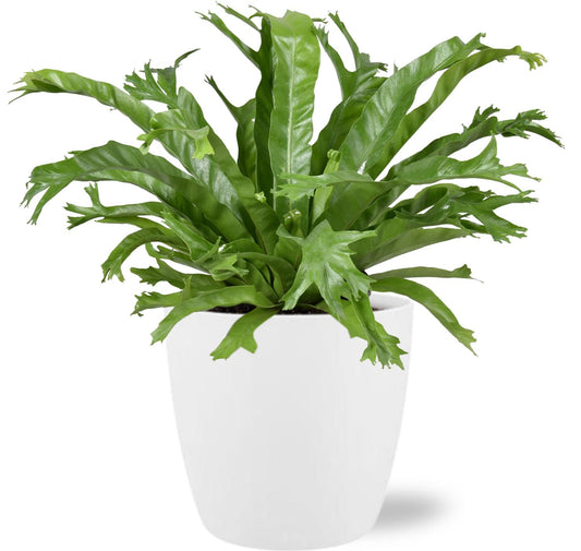 Asplenium Nidus 'Crissie' – Ø17cm ↕40cm + Pot Brussels D18x17cm (White) | Average maintenance