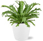 Asplenium Nidus 'Crissie' – Ø17cm ↕40cm + Pot Brussels D18x17cm (White) | Average maintenance