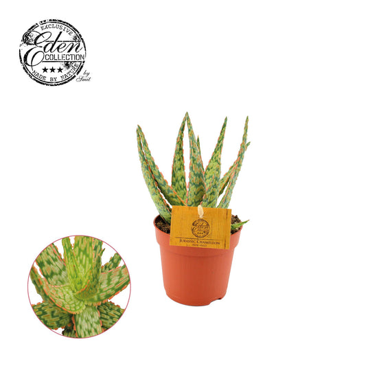 Aloe Hybrid – Ø10.5cm ↕15cm | Easy maintenance