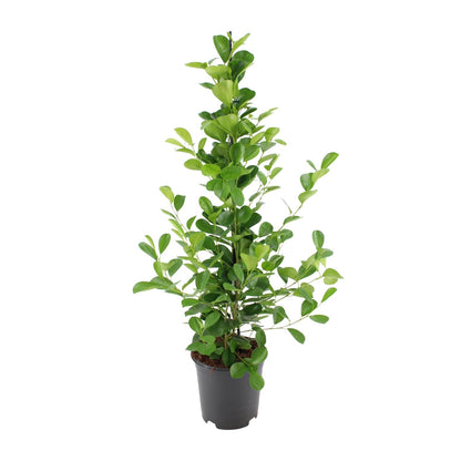 Ficus microcarpa Moclame – Ø21cm ↕95cm | Easy maintenance