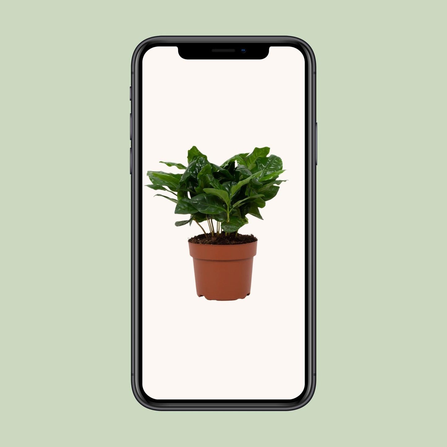 Coffea arabica 12cm – Ø12cm ↕22cm | Average maintenance