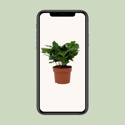 Coffea arabica 12cm – Ø12cm ↕22cm | Average maintenance