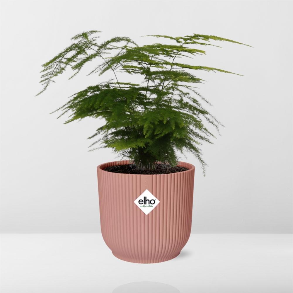 Asparagus setaceus 'Plumosus' in ELHO Vibes Fold 14cm – Pink | Average maintenance