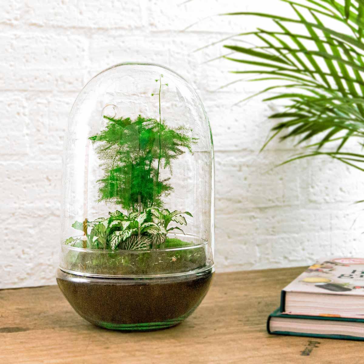 🌿 DIY Terrarium Egg XL – 30 cm