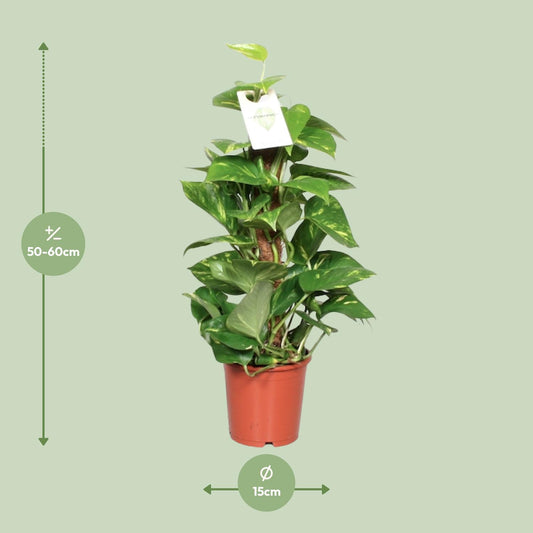 Epipremnum pinnatum on moss pole – Ø15cm ↕60cm | Easy maintenance