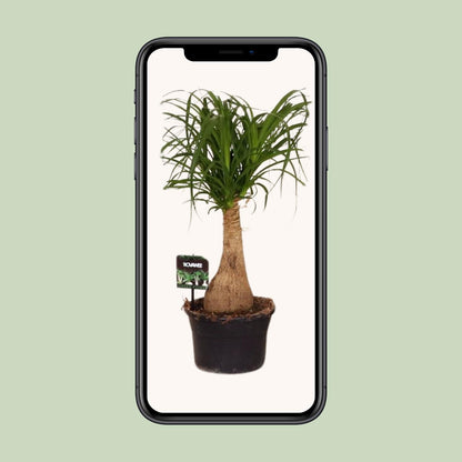 Beaucarnea Nolina - Ø19cm - ↕60cm | The ponytail with power – Easy maintenance