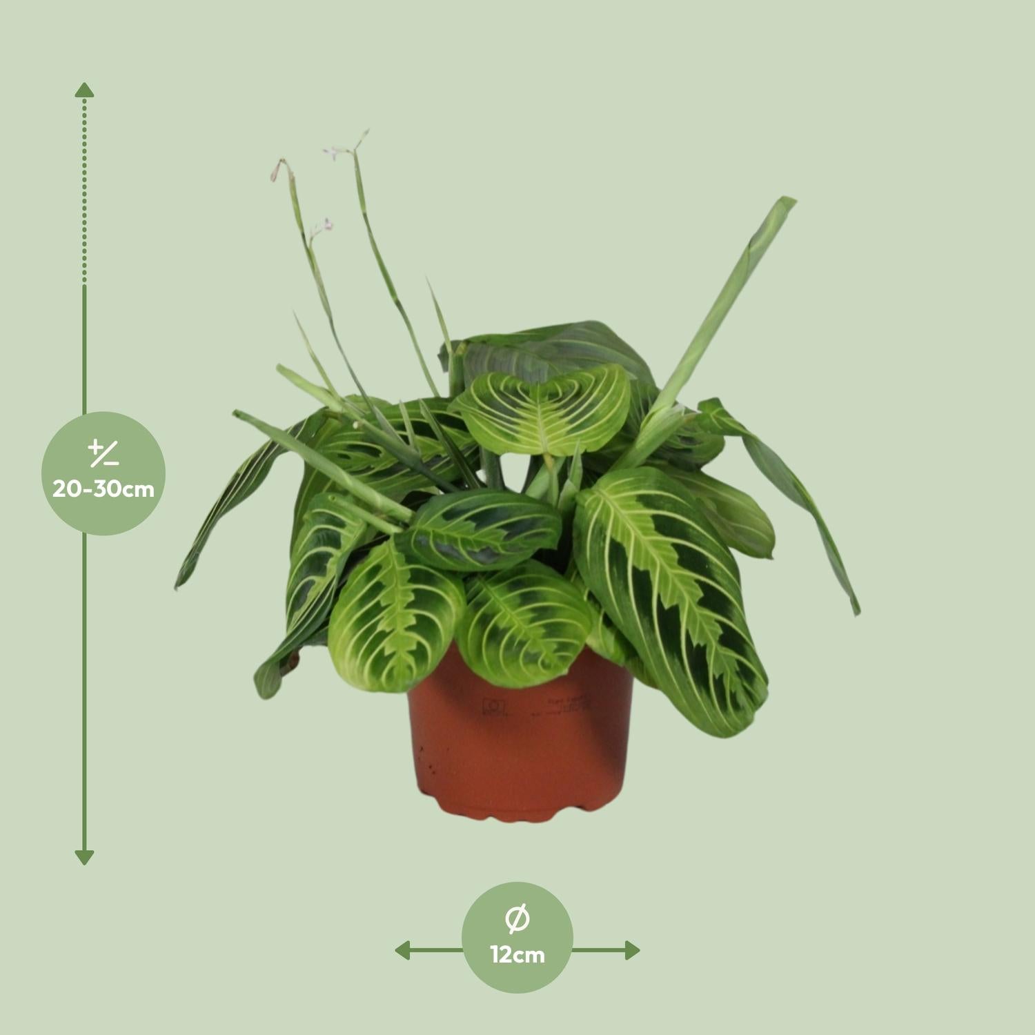 Maranta Leuconeura Fascinator Lemon Lime (Biddende Plant) – Ø12cm ↕30cm | Gemiddeld onderhoud