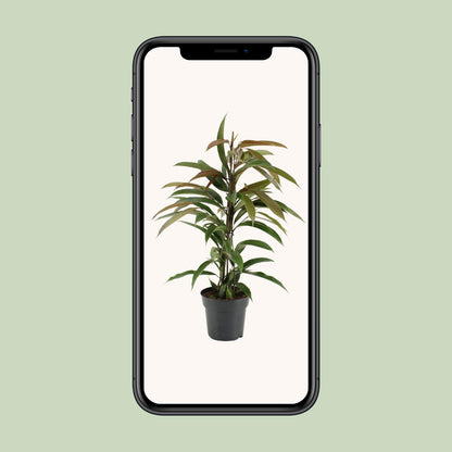 Ficus 'Amstel King' – Ø17cm ↕70cm | Slender leaf king – Average maintenance