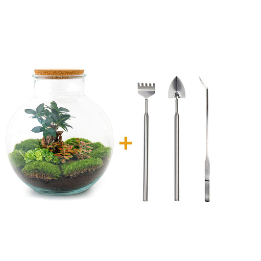 🌿🛠️ DIY Terrarium Bolder Bob – Bonsai – 30 cm – Inclusief harkje, schepje & pincet