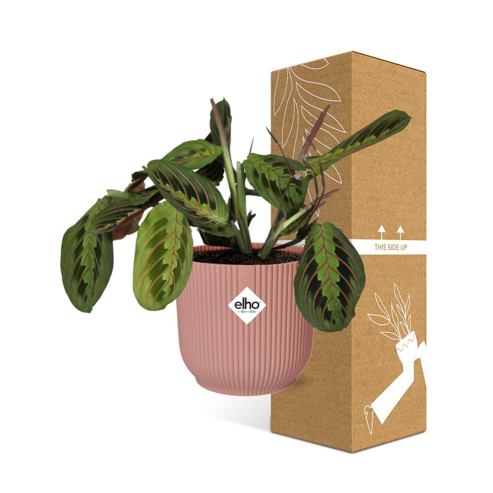 Maranta Leuconeura ‘Fascinator’ Tricolor in ELHO Vibes Fold 14 cm roze