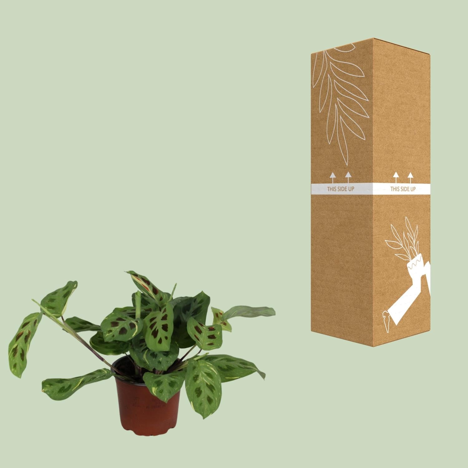 Maranta Leuconeura Fascinator Variegata (Biddende Plant) – Ø12cm ↕30cm | Gemiddeld onderhoud