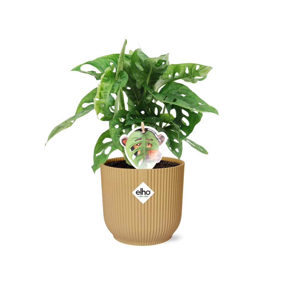 Monstera 'Monkey Leaf' in ELHO Vibes Fold 14 cm yellow