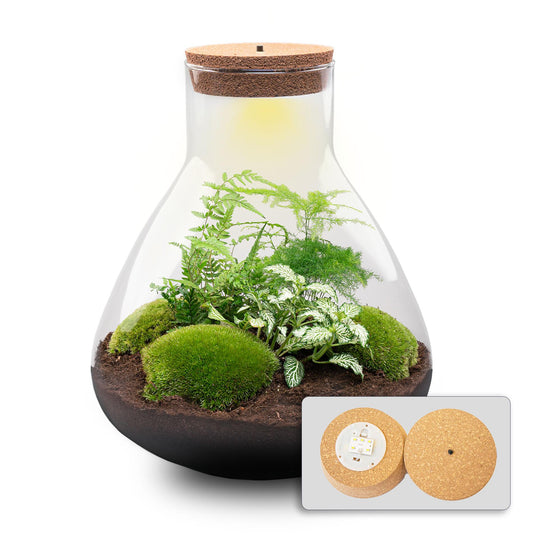 🌿💡 DIY Terrarium Sam XL – With LED – 32 cm