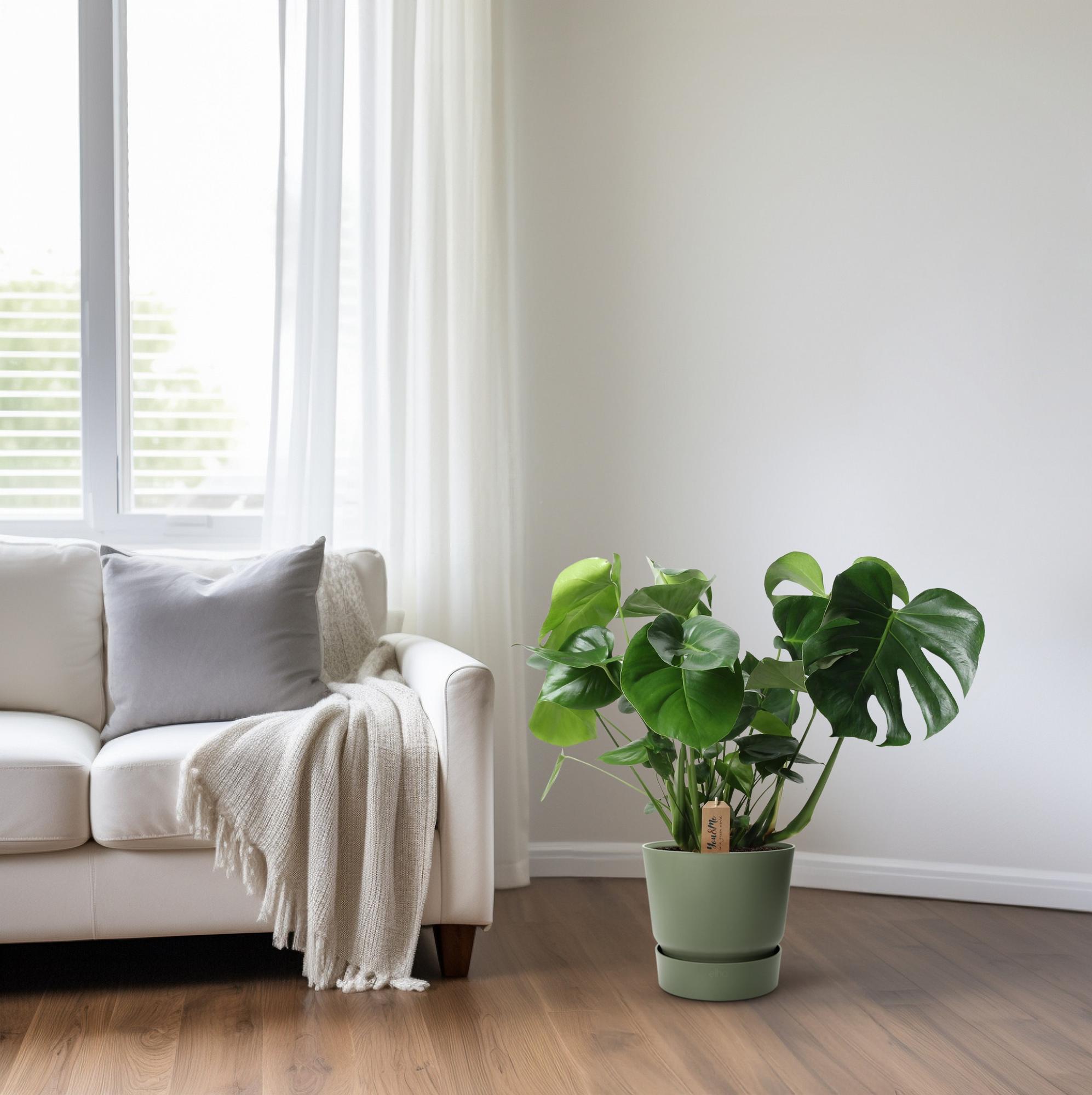 Monstera in Basket Palmleaf – Ø21cm ↕60cm | Average maintenance