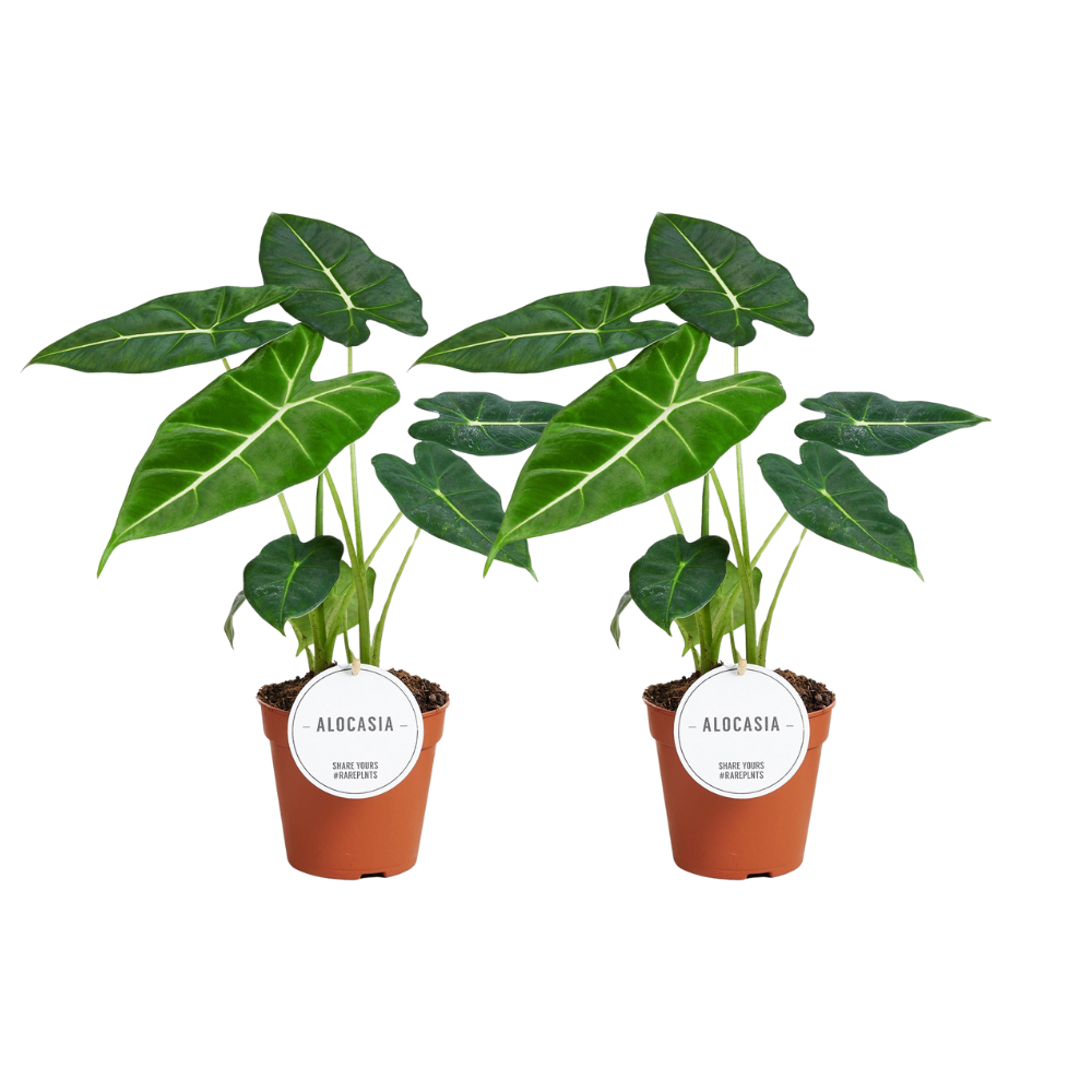Alocasia 'Frydek' – 2 pcs – Ø12cm ↕35cm | Average maintenance