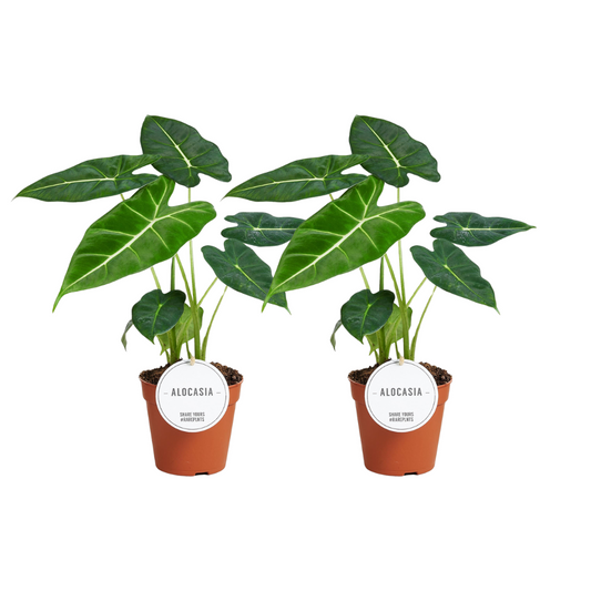 Alocasia 'Frydek' – 2 pcs – Ø12cm ↕35cm | Average maintenance