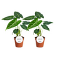 Alocasia 'Frydek' – 2 pcs – Ø12cm ↕35cm | Average maintenance