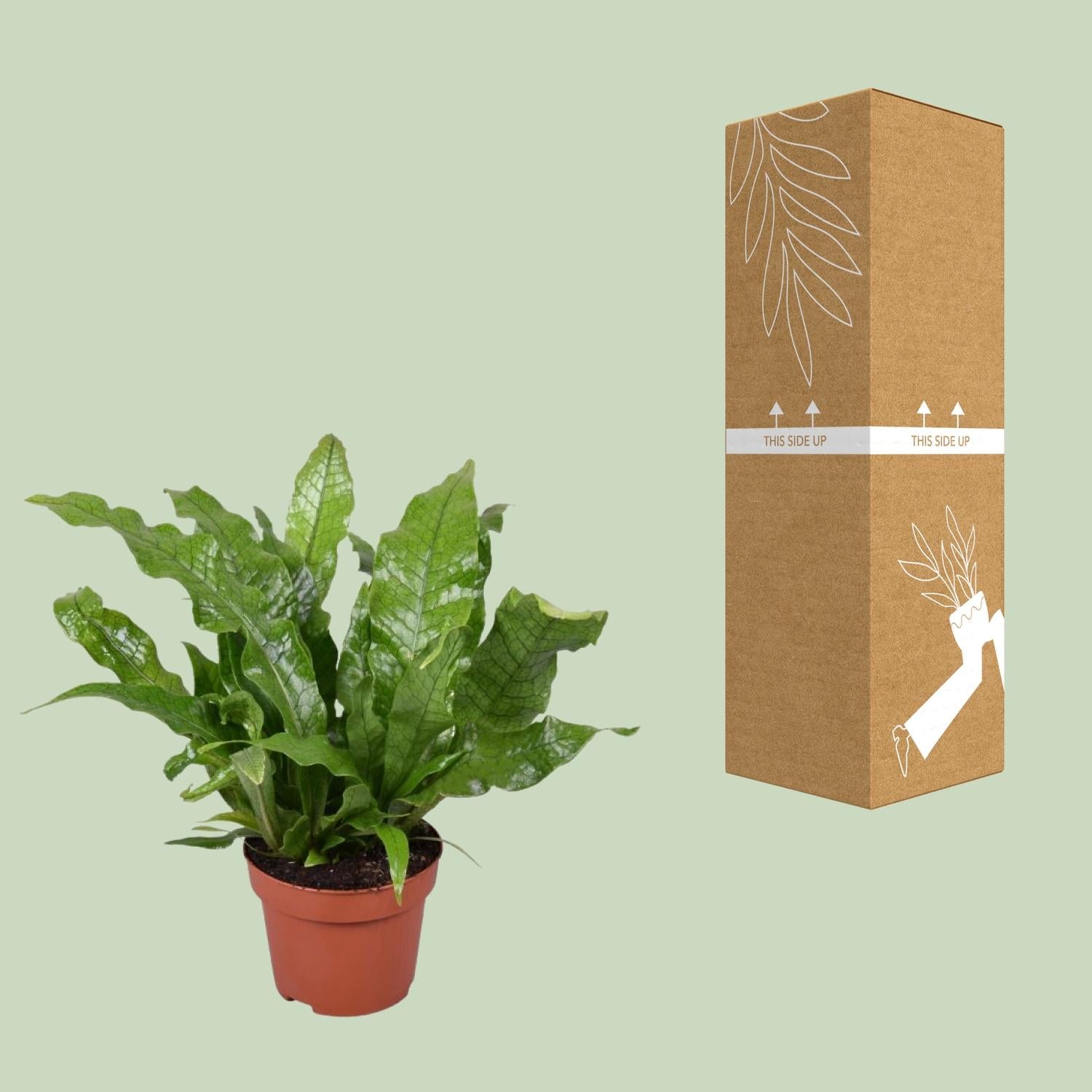 Microsorum 'Crocodyllus' – Ø12cm ↕30cm | Crocodile fern (sweet, doesn't bite) – Average maintenance