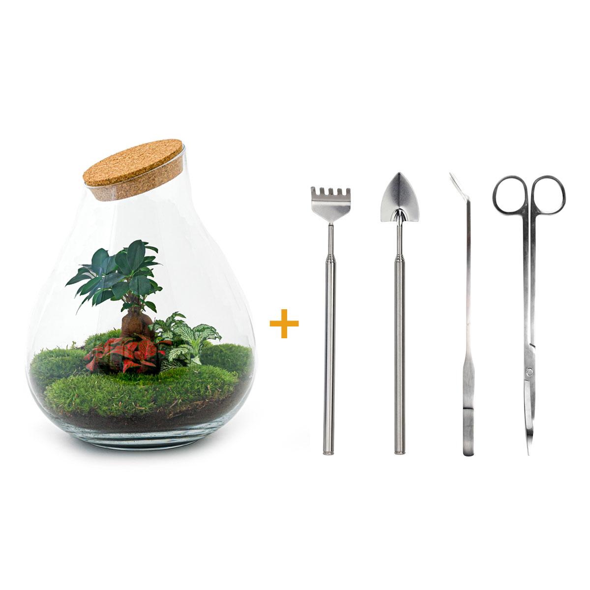 🌿🛠️ DIY Terrarium Drop XL – Bonsai – 37 cm – Complete with rake, shovel, tweezers &amp; scissors