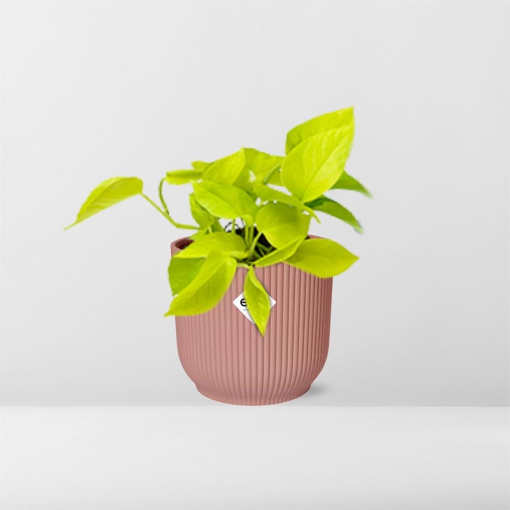Epipremnum Pinnatum 'Golden Pothos' in ELHO Vibes Fold 14 cm pink