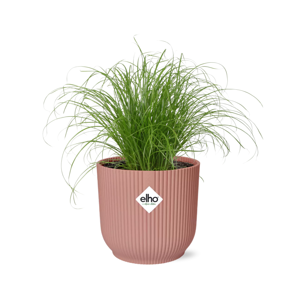 Cyperus Alternifolius Zumula in ELHO Vibes Fold 14 cm pink