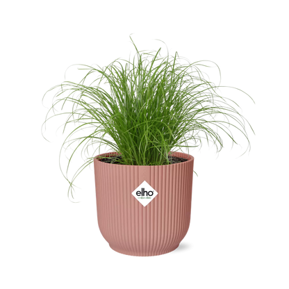 Cyperus Alternifolius Zumula in ELHO Vibes Fold 14 cm pink