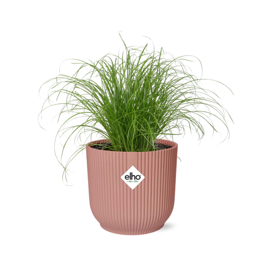 Cyperus Alternifolius Zumula in ELHO Vibes Fold 14 cm pink