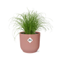 Cyperus Alternifolius Zumula in ELHO Vibes Fold 14 cm pink