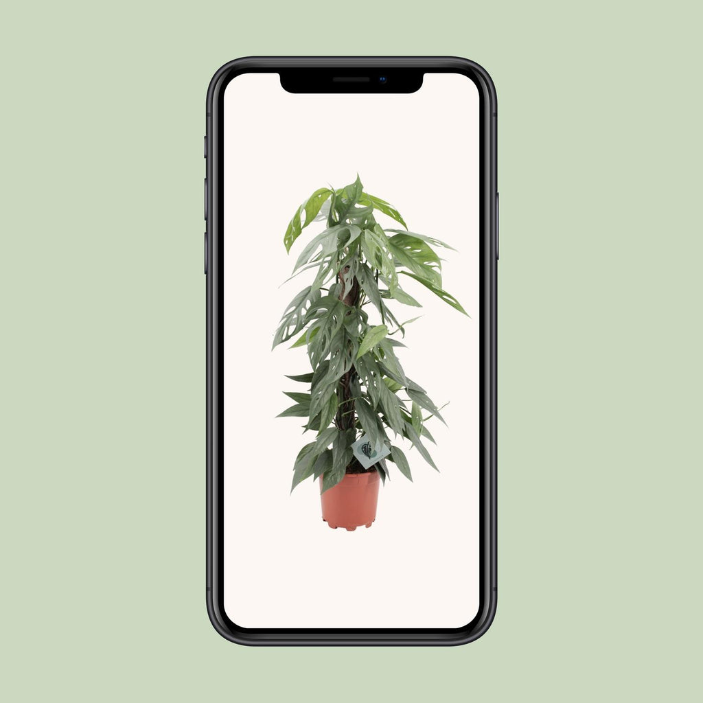 Epipremnum pinnatum ‘Cebu Blue’ - Ø17cm - ↕65cm | De skyline-klimmer – Makkelijk onderhoud