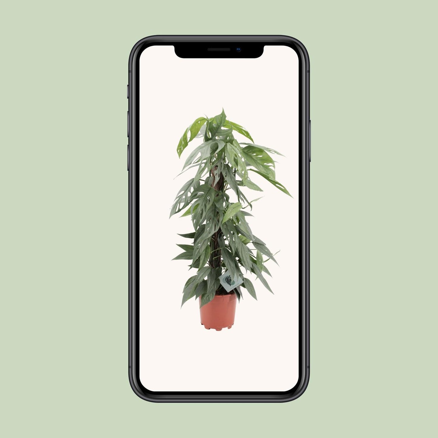 Epipremnum pinnatum 'Cebu Blue' - Ø17cm - ↕65cm | The skyline climber – Easy maintenance