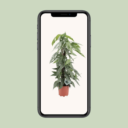 Epipremnum pinnatum 'Cebu Blue' - Ø17cm - ↕65cm | The skyline climber – Easy maintenance