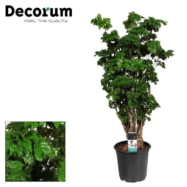 Polyscias Roble Branched – Ø21cm ↕80cm | The Boutique Lobby Chef – Average Maintenance
