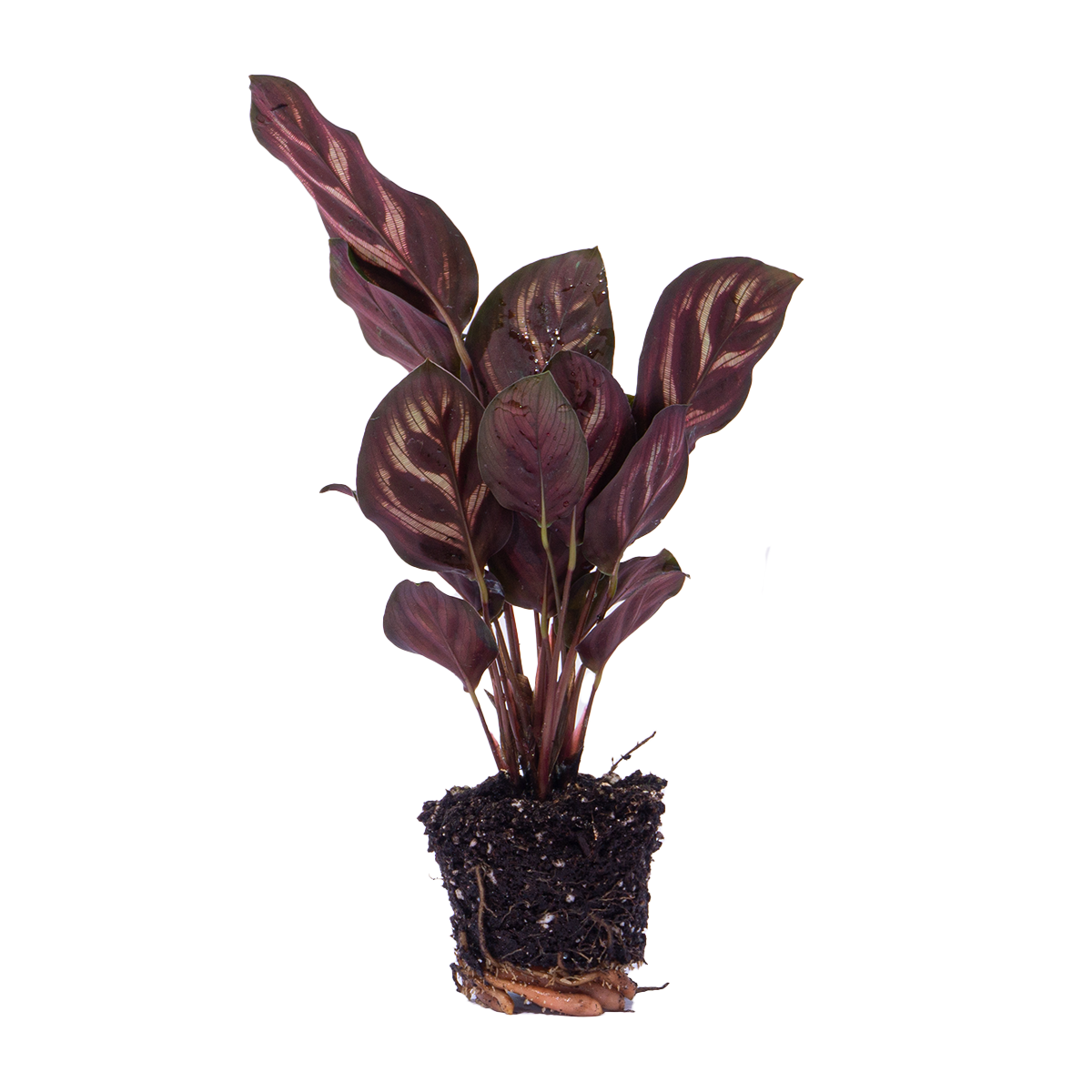 Calathea Makoyana – Peacock Plant – Terrarium Plant | The Peacock Feather Mini – Challenging Maintenance