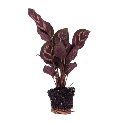 Calathea Makoyana – Peacock Plant – Terrarium Plant | The Peacock Feather Mini – Challenging Maintenance