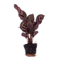 Calathea Makoyana – Peacock Plant – Terrarium Plant | The Peacock Feather Mini – Challenging Maintenance
